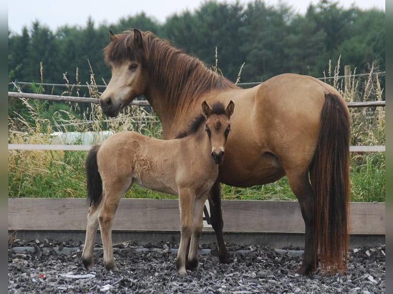 IJslander Merrie 16 Jaar 138 cm Buckskin in Aichtal