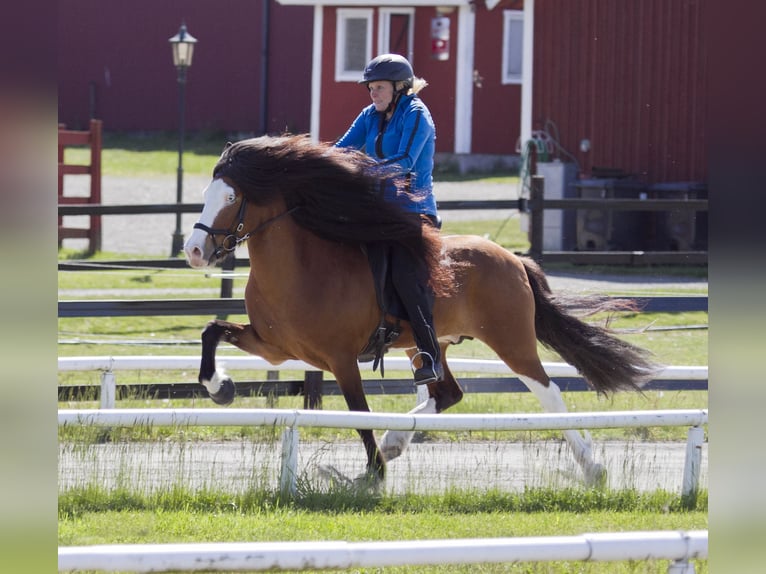 IJslander Merrie 16 Jaar 138 cm Buckskin in Aichtal