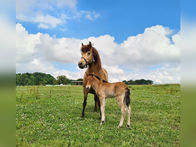 IJslander Merrie 16 Jaar 138 cm Buckskin in Aichtal