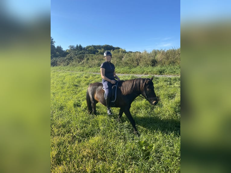 IJslander Merrie 16 Jaar 138 cm Zwartbruin in Eisenberg