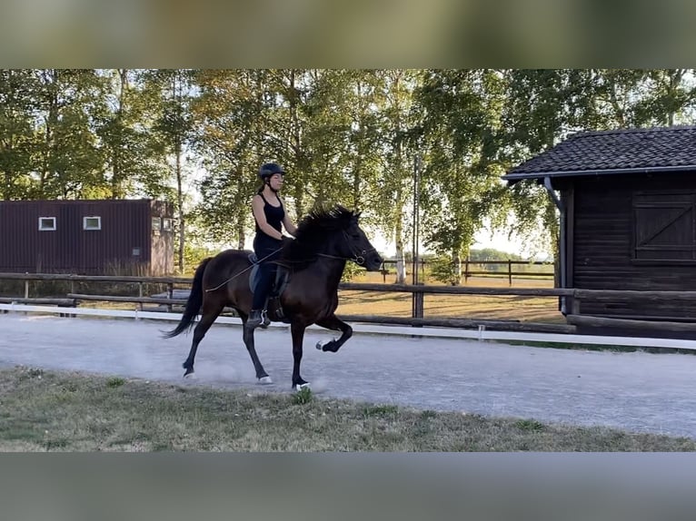 IJslander Merrie 16 Jaar 140 cm Zwart in Üxheim