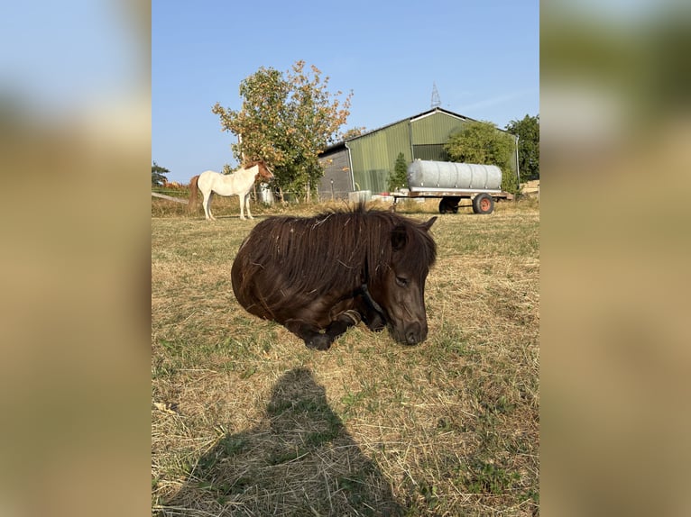 IJslander Merrie 16 Jaar 140 cm Zwart in Üxheim