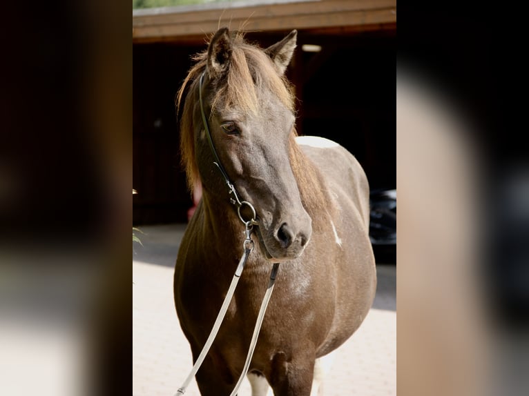 IJslander Merrie 16 Jaar 145 cm Gevlekt-paard in Soltau