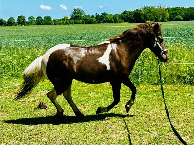IJslander Merrie 16 Jaar 145 cm Gevlekt-paard in Sundhagen