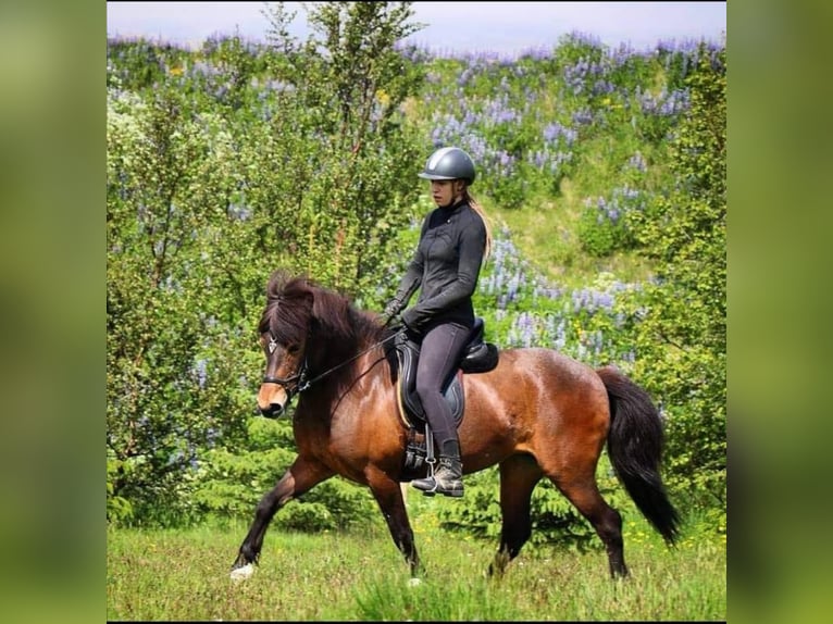 IJslander Merrie 16 Jaar Roodbruin in Reykjavik