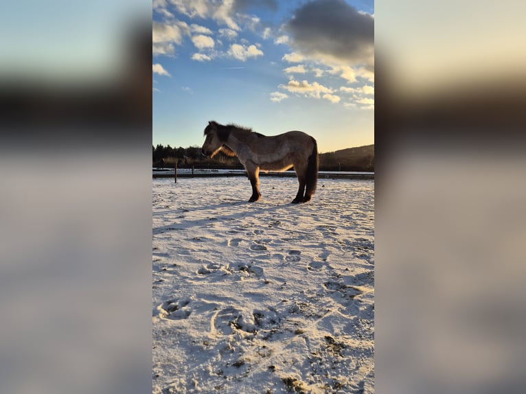 IJslander Merrie 17 Jaar 131 cm Falbe in Bad Honnef