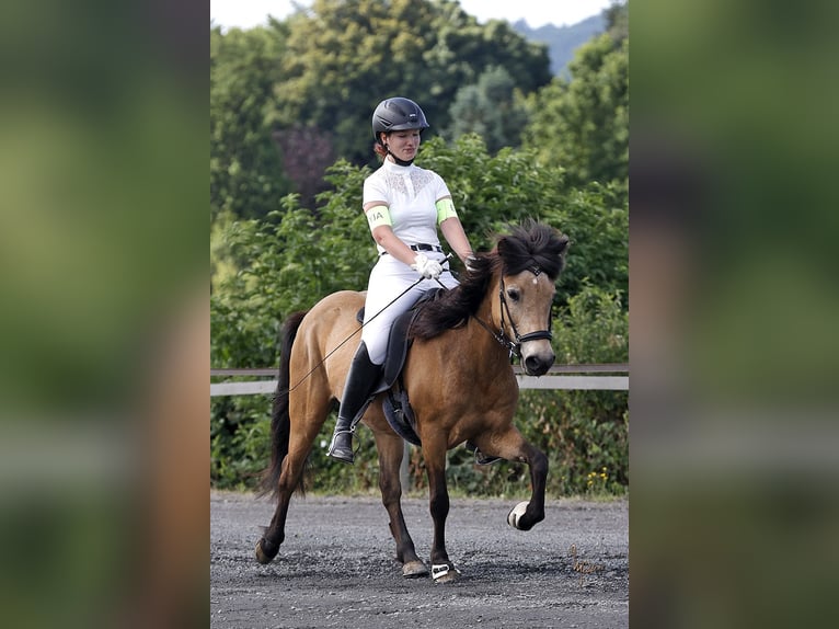 IJslander Merrie 17 Jaar 131 cm Falbe in Bad Honnef