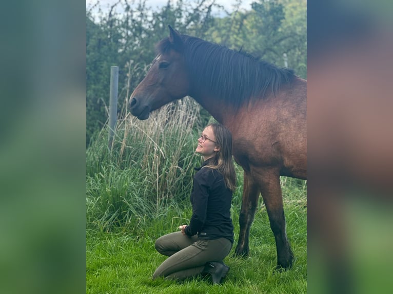 IJslander Mix Merrie 17 Jaar 132 cm Bruin in Neuhof