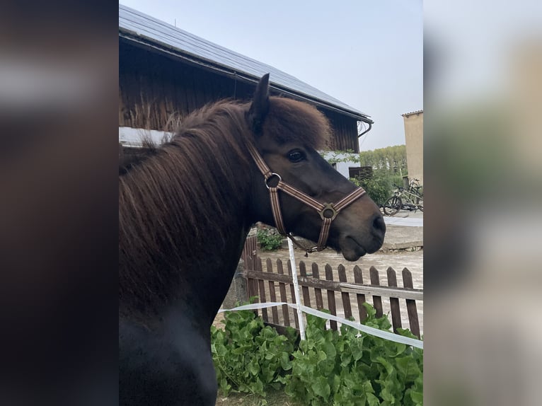 IJslander Merrie 17 Jaar 136 cm Donkerbruin in Borchen