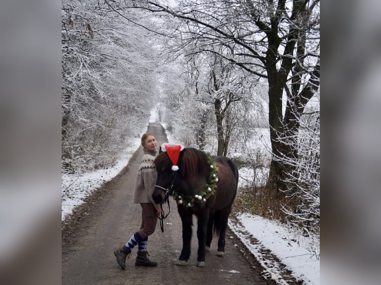 IJslander Merrie 17 Jaar 136 cm Donkerbruin in Borchen