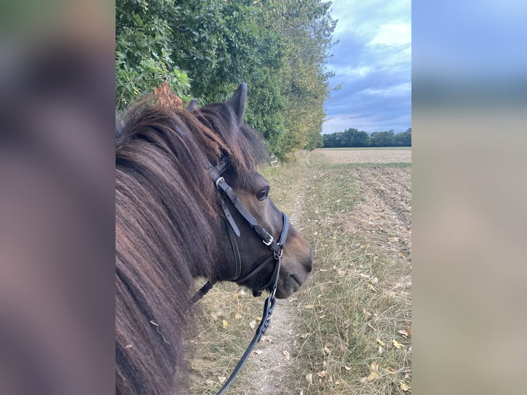 IJslander Merrie 17 Jaar 136 cm Donkerbruin in Borchen