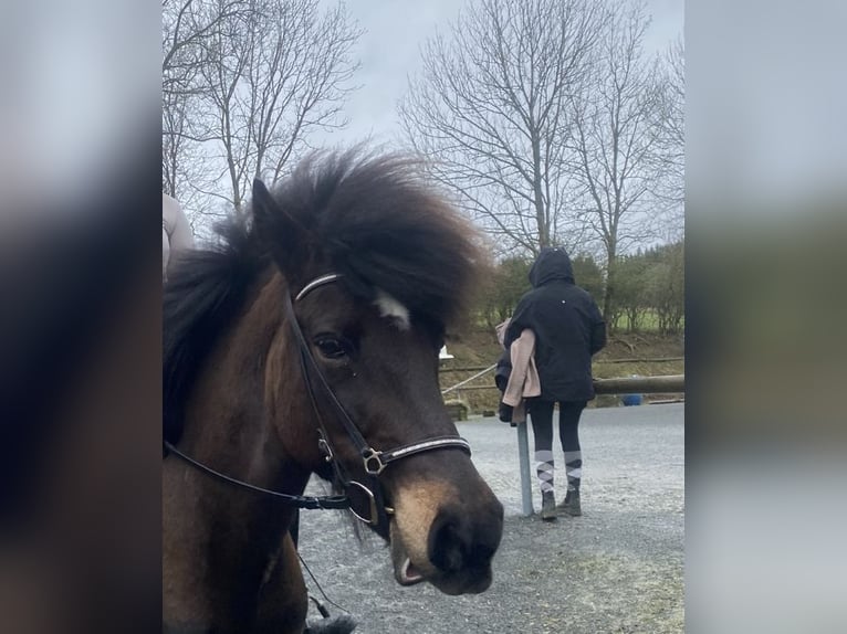 IJslander Merrie 17 Jaar 136 cm Donkerbruin in Borchen