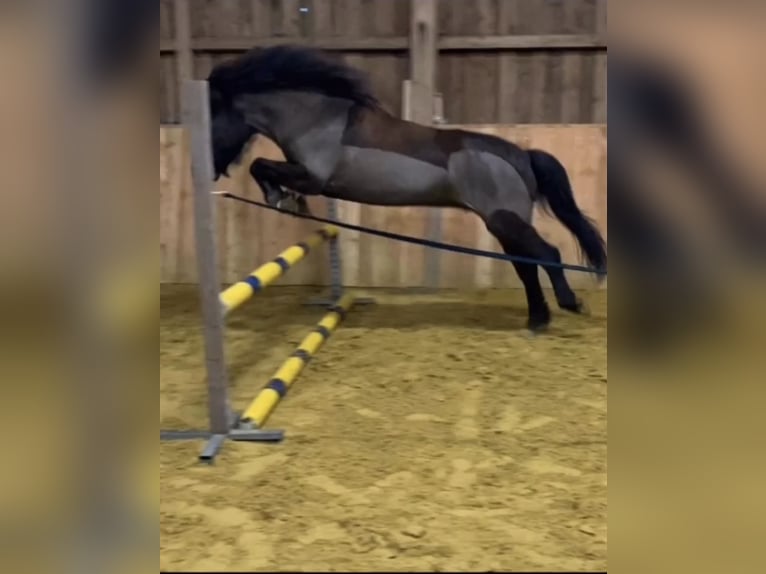 IJslander Merrie 17 Jaar 136 cm Donkerbruin in Borchen