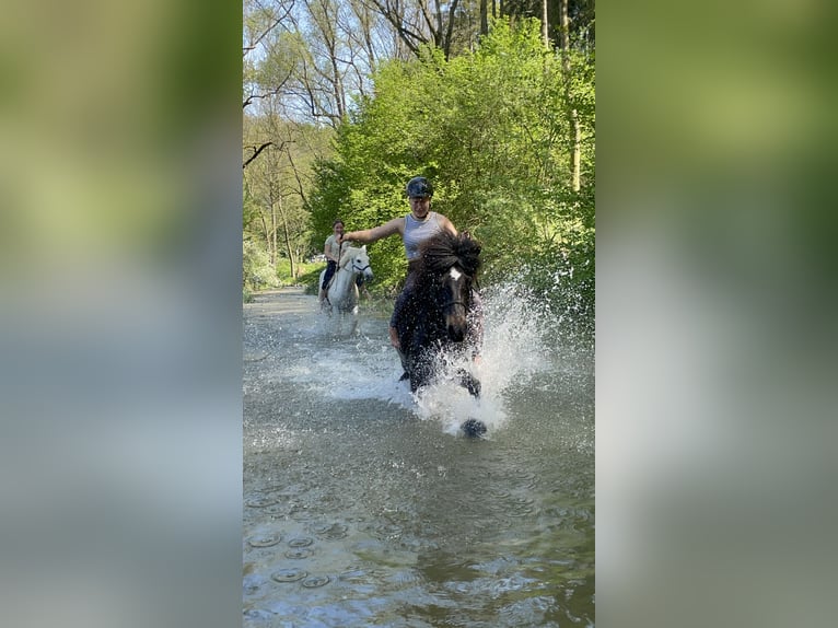 IJslander Merrie 17 Jaar 136 cm Donkerbruin in Borchen