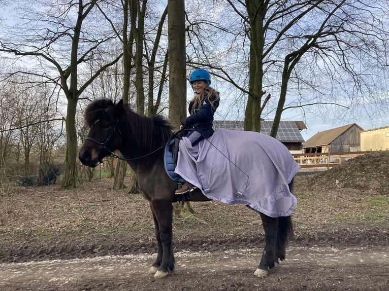 IJslander Merrie 17 Jaar 136 cm Donkerbruin in Borchen