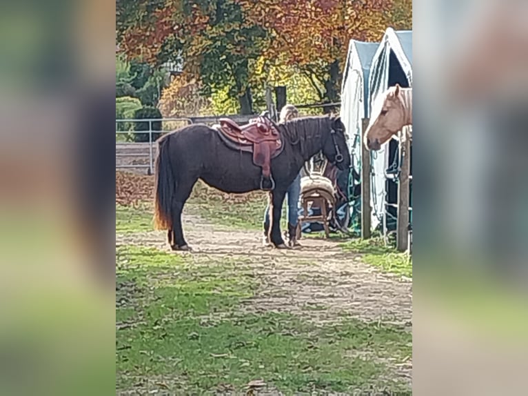 IJslander Merrie 17 Jaar 137 cm Zwart in Sankt Leon-Rot