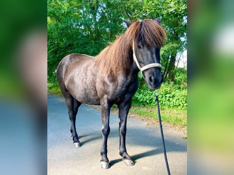 IJslander Merrie 17 Jaar 137 cm Zwartbruin in Altlandsberg
