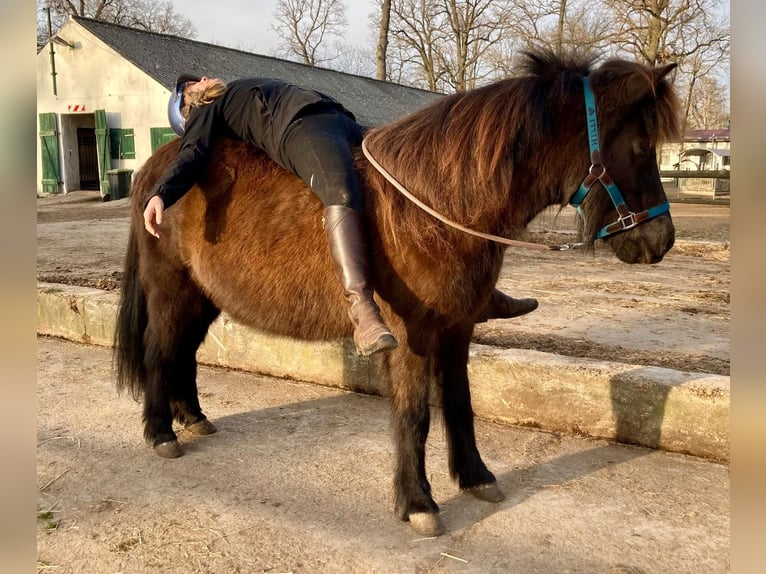 IJslander Merrie 17 Jaar 137 cm Zwartbruin in Altlandsberg
