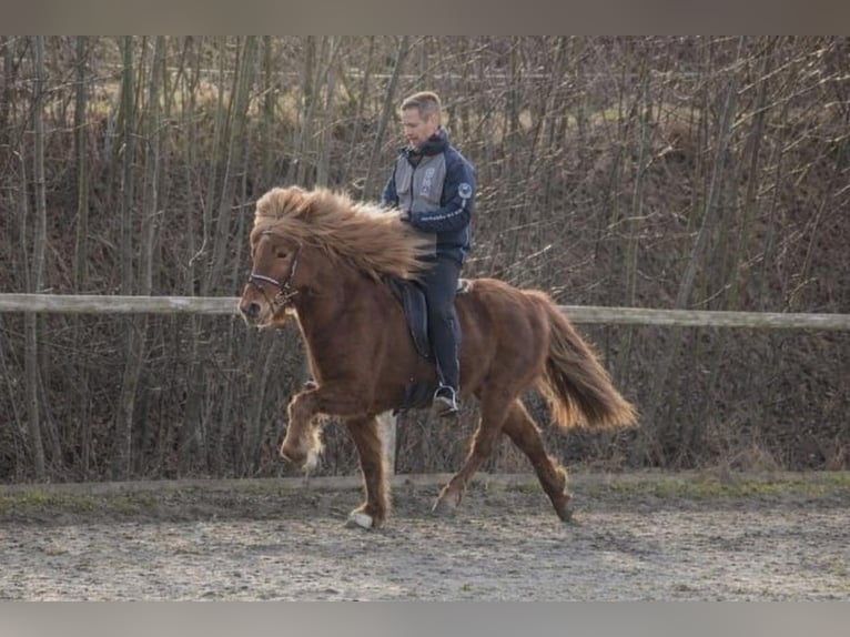 IJslander Merrie 17 Jaar 138 cm Vos in Mariapfarr