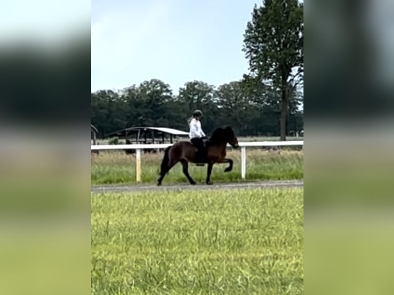 IJslander Merrie 17 Jaar 140 cm Bruin in Lengerich