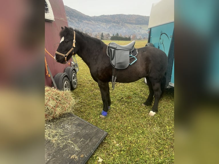 IJslander Merrie 17 Jaar 140 cm Zwart in Bad Reichenhall