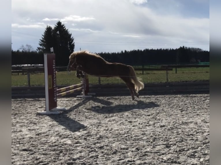 IJslander Merrie 17 Jaar 141 cm Vos in Niederrieden