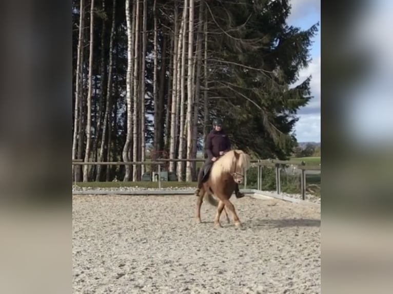 IJslander Merrie 17 Jaar 141 cm Vos in Niederrieden