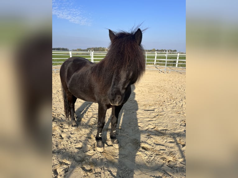 IJslander Merrie 17 Jaar 145 cm Donkerbruin in Weichstetten