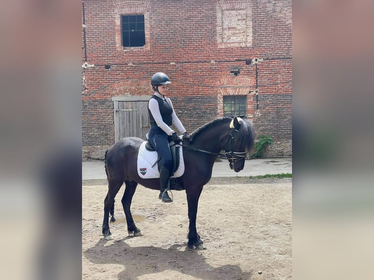 IJslander Merrie 17 Jaar 145 cm Donkerbruin in Weichstetten