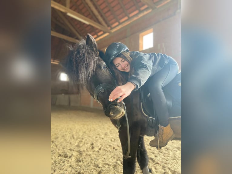 IJslander Merrie 17 Jaar 145 cm Donkerbruin in Weichstetten