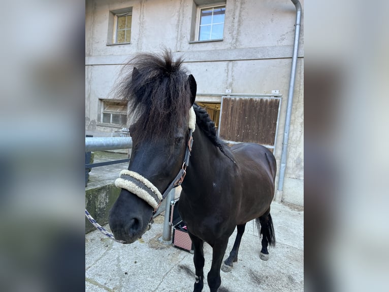 IJslander Merrie 17 Jaar 145 cm Donkerbruin in Weichstetten