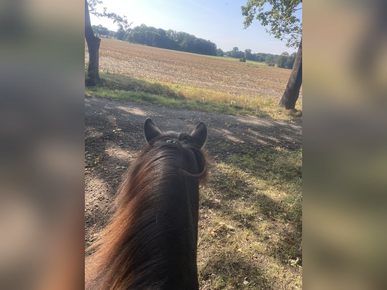 IJslander Merrie 17 Jaar 145 cm Gevlekt-paard in Anderlingen