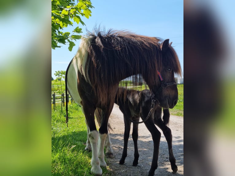 IJslander Merrie 17 Jaar Gevlekt-paard in Stra&#xDF;walchen