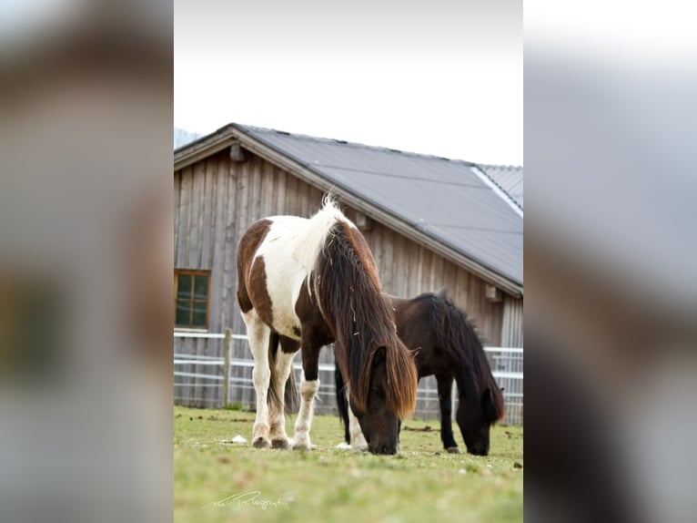IJslander Merrie 17 Jaar Gevlekt-paard in Stra&#xDF;walchen