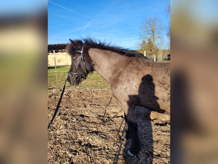 IJslander Merrie 18 Jaar 135 cm Zwart in Eltmann