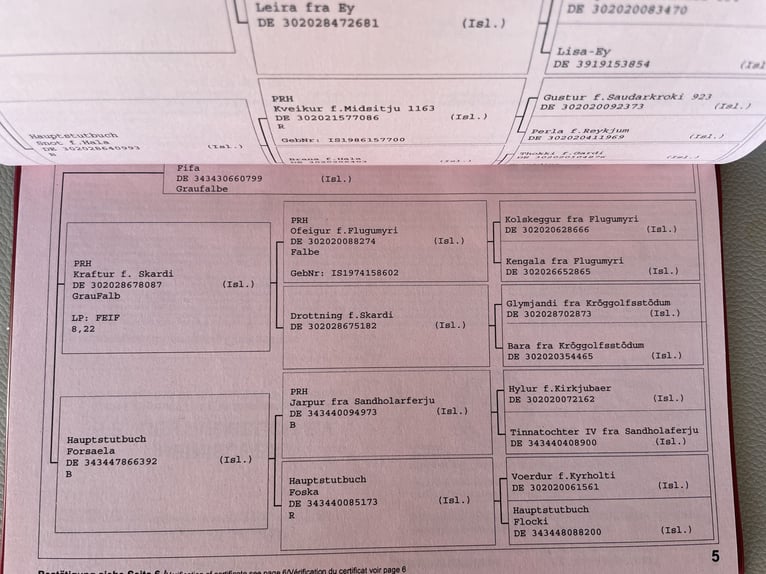 IJslander Merrie 18 Jaar 139 cm Bruin in Hennef