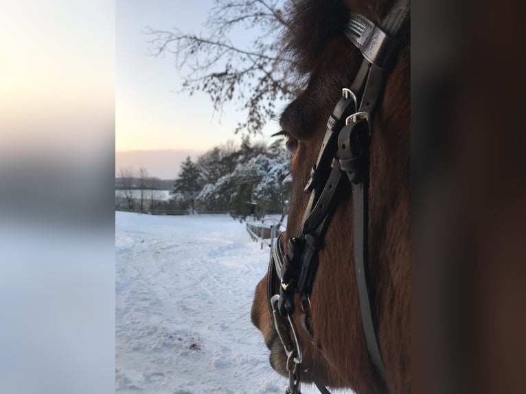 IJslander Merrie 18 Jaar 140 cm Bruin in Iserlohn