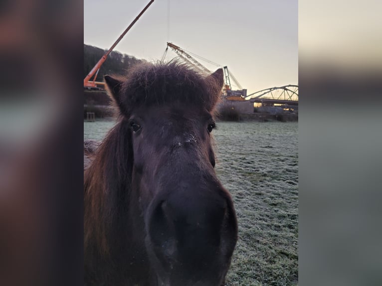 IJslander Merrie 18 Jaar 140 cm Donkerbruin in Colmar-Berg