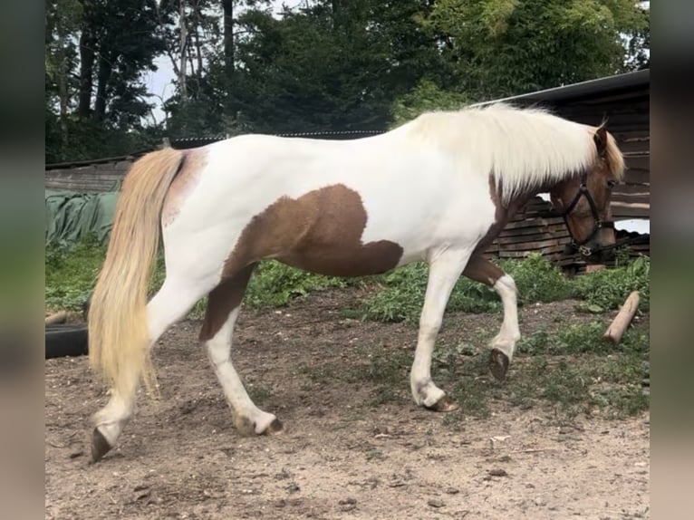 IJslander Merrie 18 Jaar 140 cm Gevlekt-paard in SelbitzGräfenhainichen