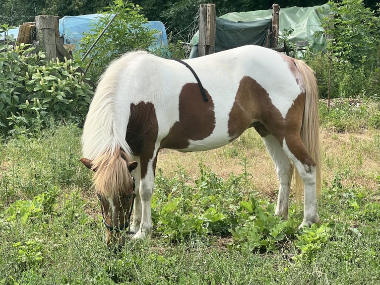 IJslander Merrie 18 Jaar 140 cm Gevlekt-paard in SelbitzGräfenhainichen