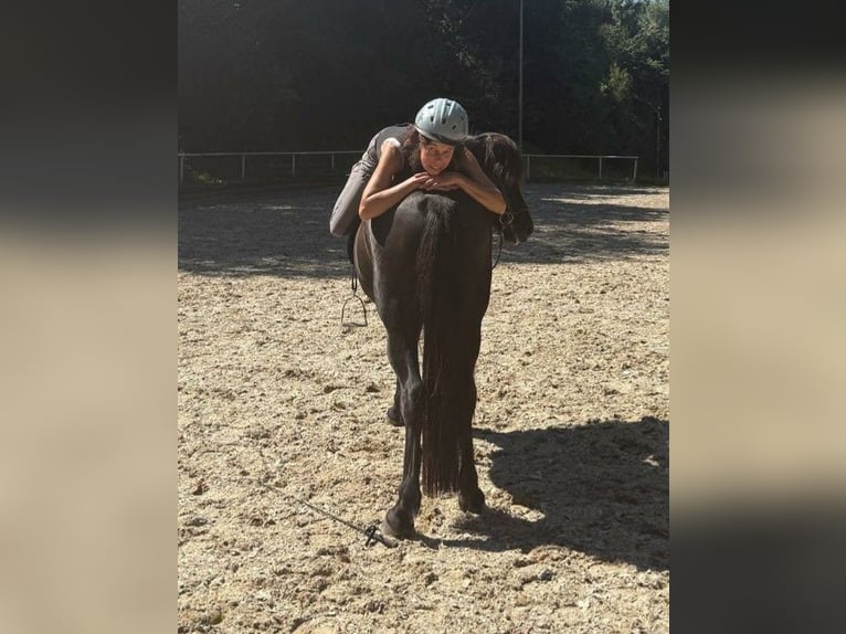 IJslander Merrie 18 Jaar 142 cm Zwart in Holzgünz