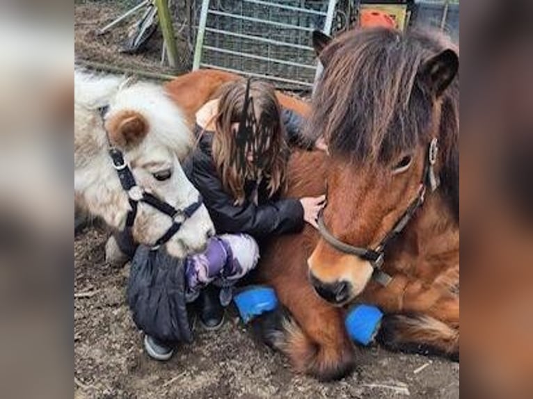 IJslander Merrie 18 Jaar 143 cm Donkerbruin in Duisburg