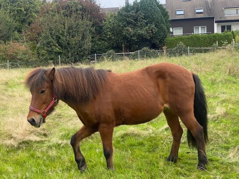 IJslander Merrie 18 Jaar 143 cm Donkerbruin in Duisburg
