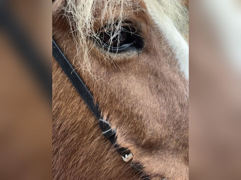 IJslander Merrie 18 Jaar 145 cm Gevlekt-paard in Zerf