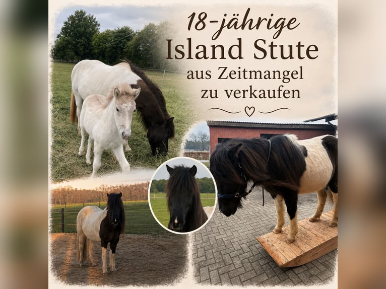 IJslander Merrie 18 Jaar 145 cm Gevlekt-paard in Anderlingen