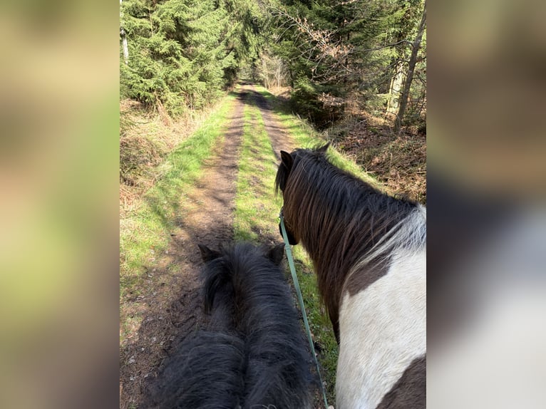 IJslander Merrie 18 Jaar 145 cm Gevlekt-paard in Anderlingen