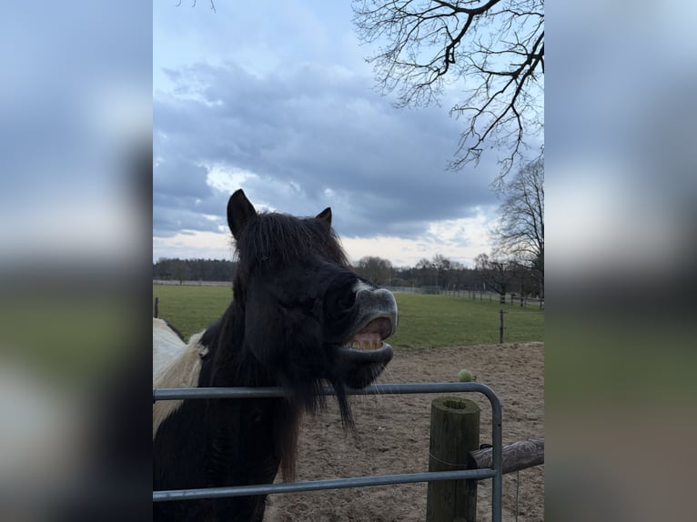 IJslander Merrie 18 Jaar 145 cm Gevlekt-paard in Anderlingen