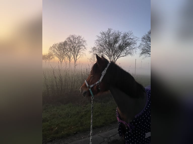 IJslander Mix Merrie 19 Jaar 120 cm Bruin in Schermbeck