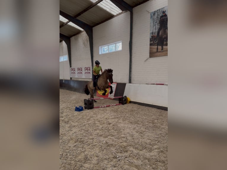 IJslander Merrie 19 Jaar 135 cm Zwart in Eagum