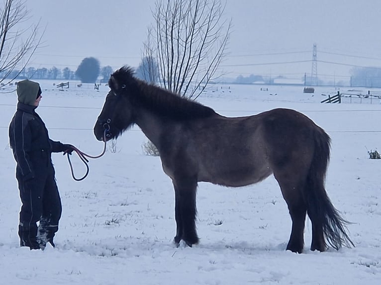 IJslander Merrie 19 Jaar 135 cm Zwart in Eagum